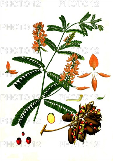 Medicinal plant