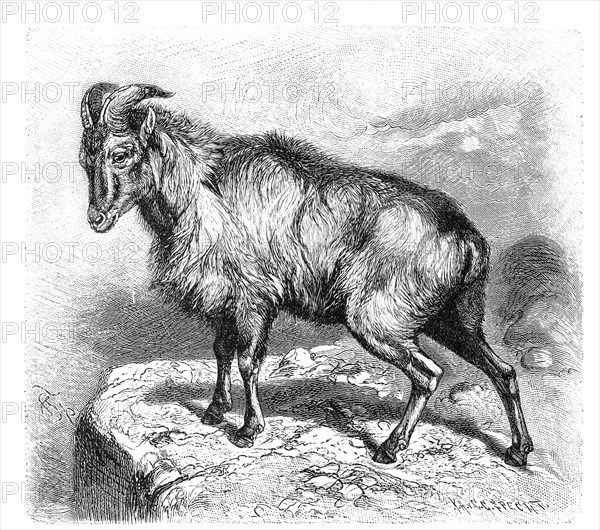 Himalayan tahr