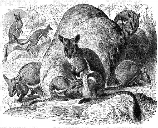 Yellow-footed rock-wallaby