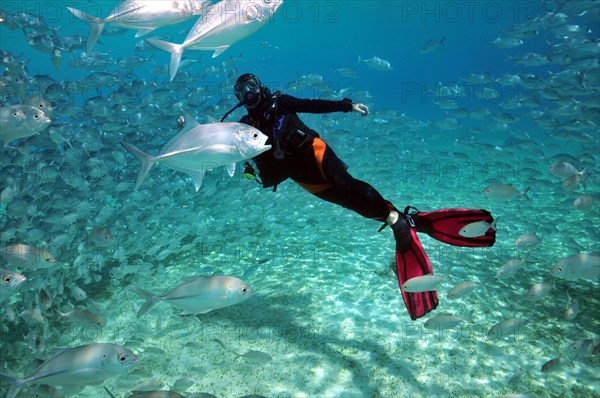 Diver and atlantic mackerels