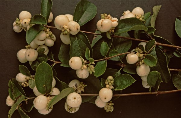 European mistletoe