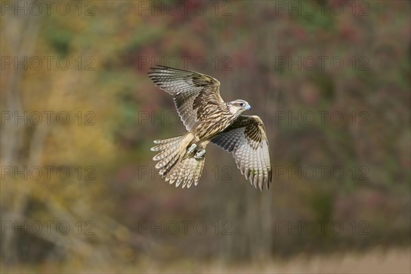 Saker falcon