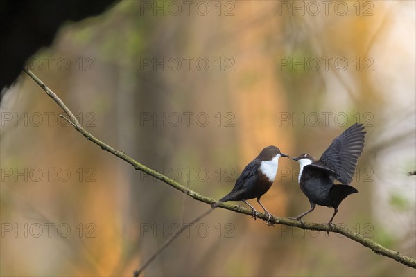 White-breasted dipper