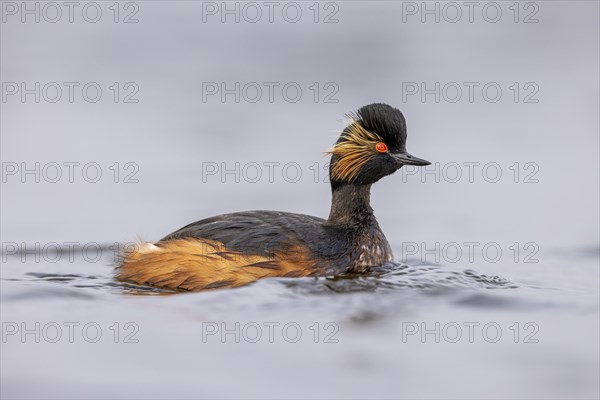 Black-necked Grebe