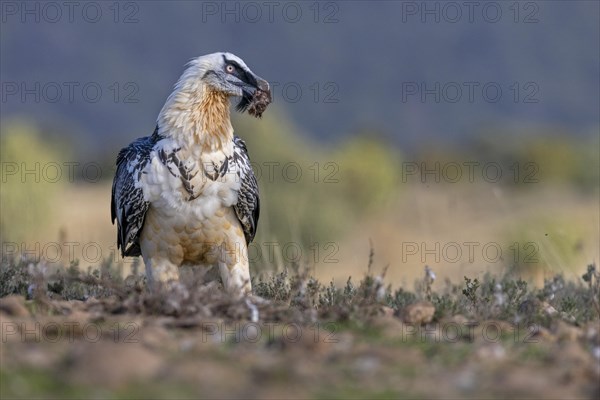 Bearded vulture