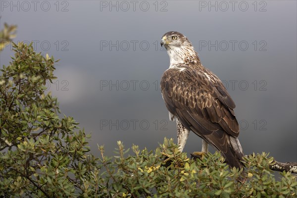 Bonellis eagle