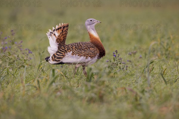 Great bustard