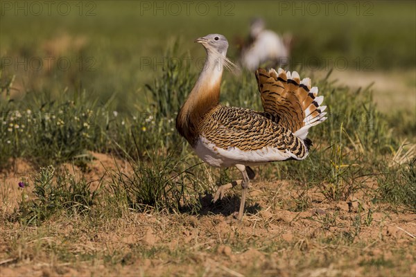 Great bustard