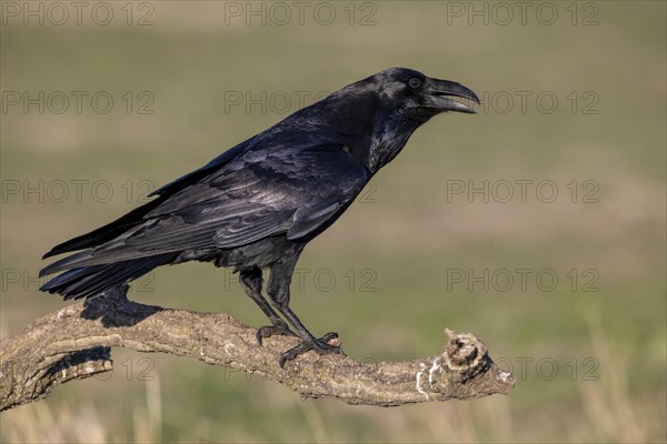 Common raven