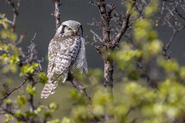 Northern hawk owl