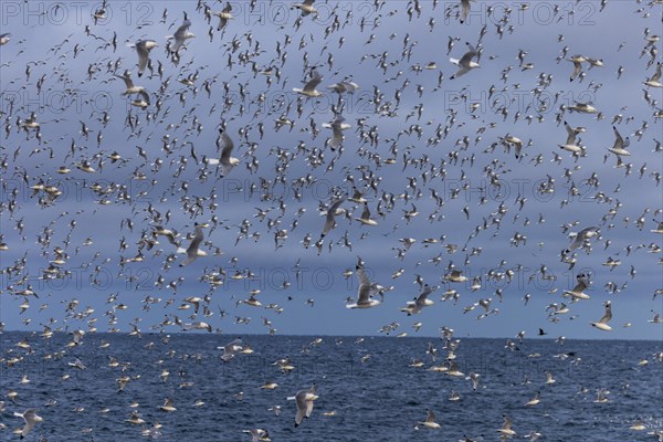 Kittiwakes