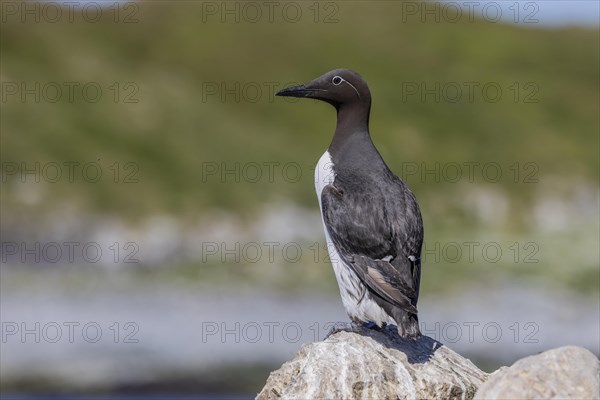 Common guillemot