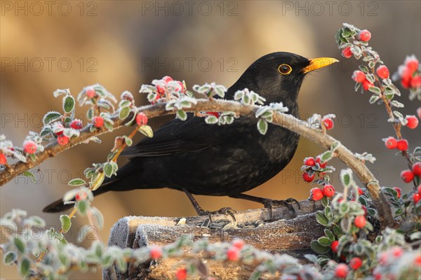 Blackbird