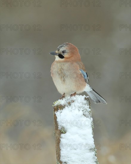 Eurasian jay