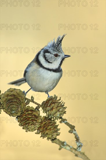 Crested Tit