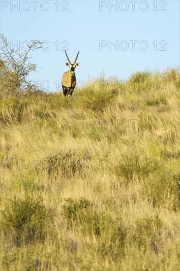 An Oryx Gazelle