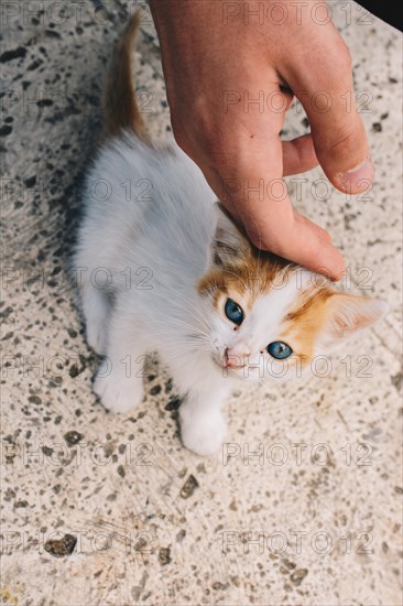 Hand caressing a small white kitten in the view