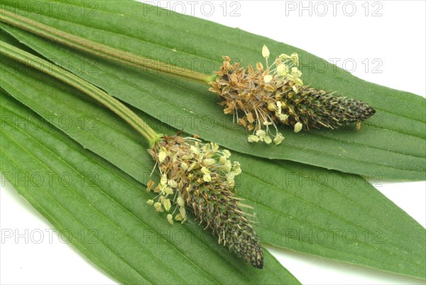 Medicinal plantain