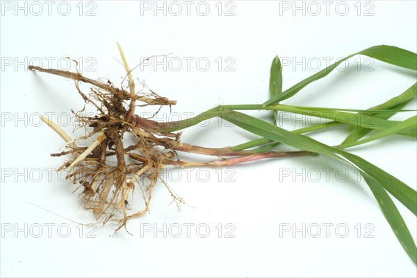 Medicinal plant couch grass