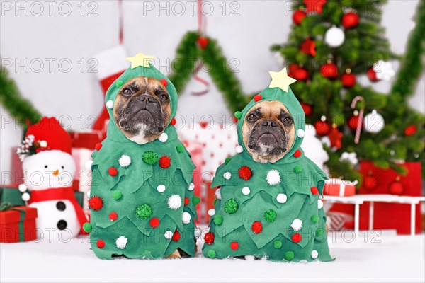 Pair of French Bulldog dogs wearing Christmas tree costumes between Christmas trees and gift boxes