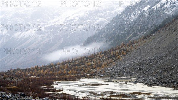 Autumn larch forest in Val Morteratsch