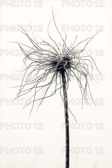 Flowering alpine pasqueflower