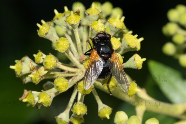 Cattle fly sitting on green ivy fruits from behind