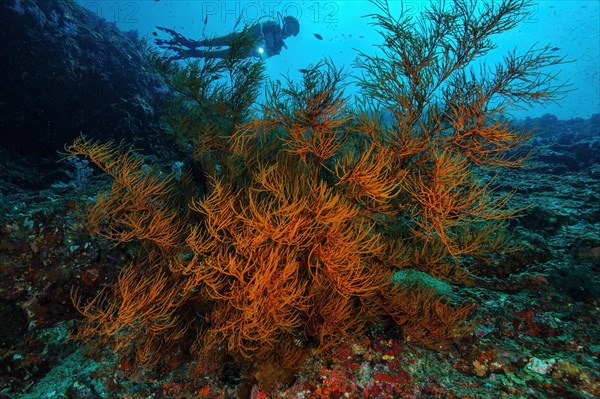 Black bushy black coral