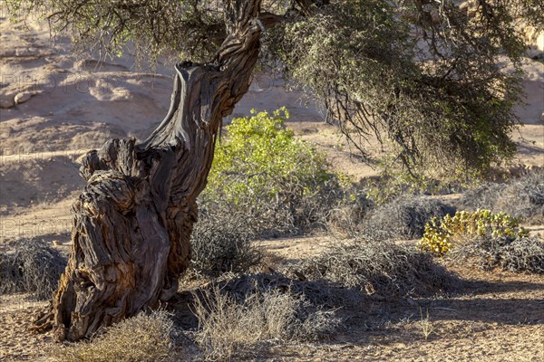 Old camel thorn tree