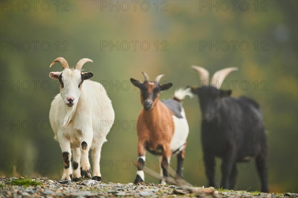 Domestic goats