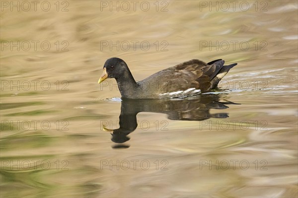 Common moorhen