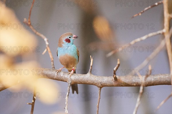 Red-cheeked cordonbleu