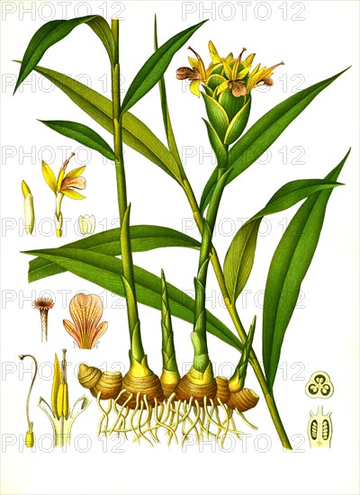 Medicinal plant