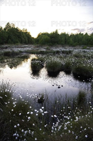 Hare's-tail cottongrass