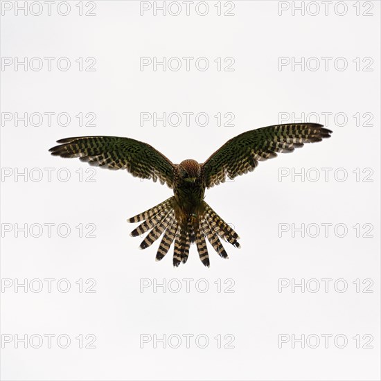 Common kestrel