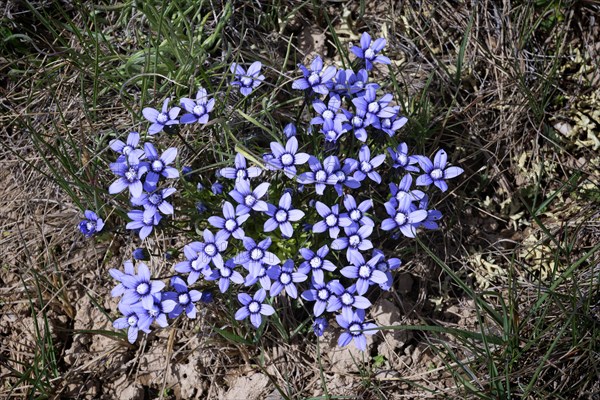 or Alpine Forget-me-not