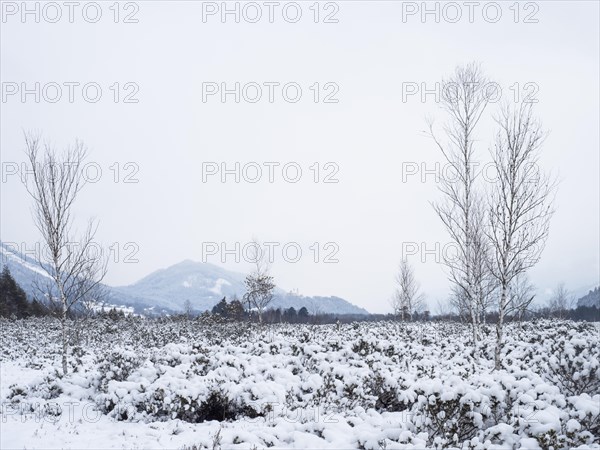 Barren landscape in winter