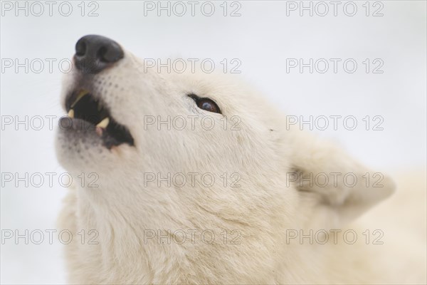 Arctic wolf