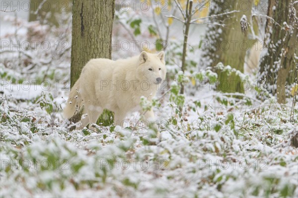 Arctic wolf