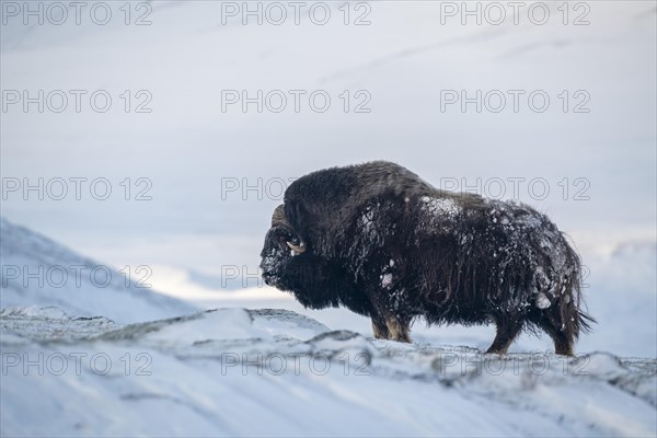 Musk ox