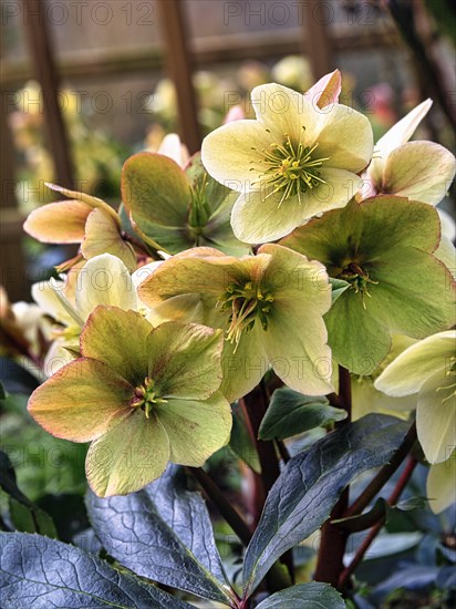 Christmas rose