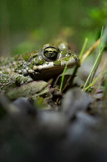 European green toad