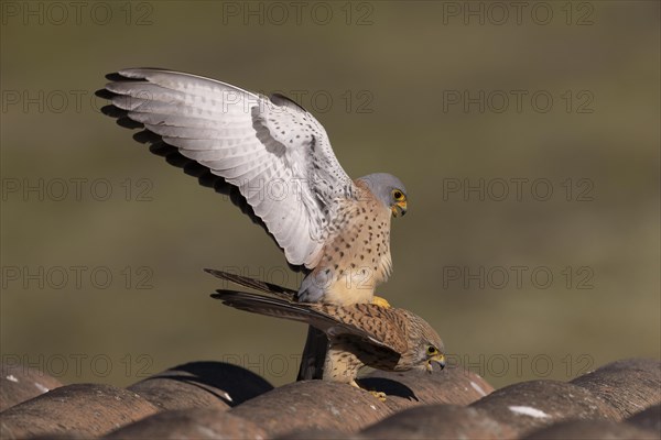 Lesser kestrels