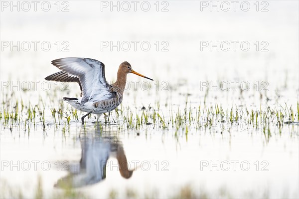 Black-tailed Godwit