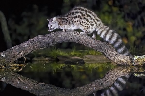 Common genet