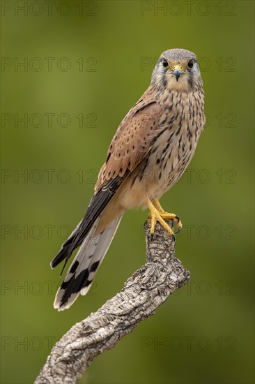 Common kestrel