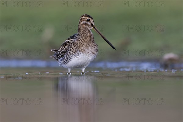 Common Snipe