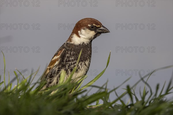 Spanish sparrow