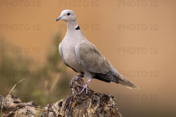 Eurasian Collared Dove