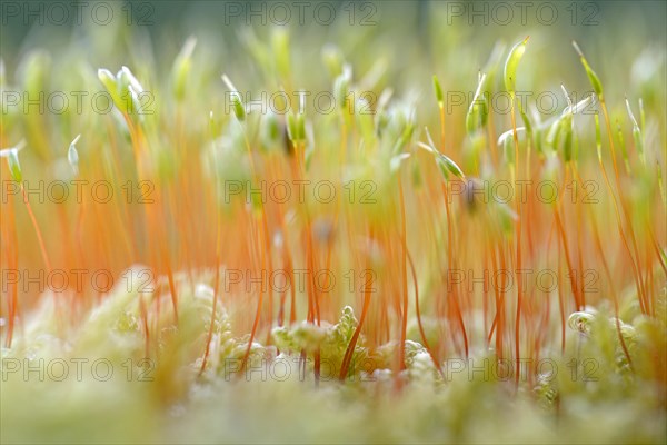 Common haircap moss